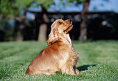 PUP 10 CB0017 01
English Cocker Spaniel Puppy Sitting On Grass Looking Up