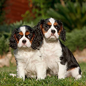 PUP 10 CB0021 01
Two Cavalier King Charles Spaniel Puppies Sitting On Grass