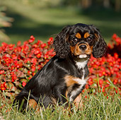 PUP 10 CB0024 01
Cavalier King Charles Spaniel Puppy Sitting On Grass By Red Flowers