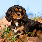 PUP 10 CB0026 01
Cavalier King Charles Spaniel Puppy Laying On Grass And Leaves