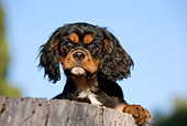 PUP 10 CB0027 01
Cavalier King Charles Spaniel Puppy Leaning On Stump