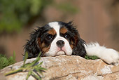 PUP 10 CB0028 01
Cavalier King Charles Spaniel Puppy Laying On Rock