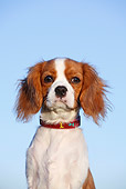 PUP 10 CB0029 01
Portrait Of Cavalier King Charles Spaniel Puppy Against Blue Sky