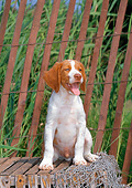 PUP 10 CE0041 01
Brittany Spaniel Puppy Sitting On Conch Basket By Red Fence