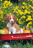 PUP 10 CE0042 01
Brittany Spaniel Puppy Sitting In Red Wagon With Pumpkins