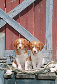 PUP 10 CE0044 01
Two Brittany Spaniel Puppies Sitting On Fishing Warf By Shells And Rope