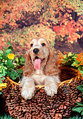 PUP 10 FA0002 01
English Cocker Spaniel Puppy Sitting In Basket In Garden