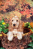 PUP 10 FA0004 01
English Cocker Spaniel Puppy Sitting In Basket In Garden