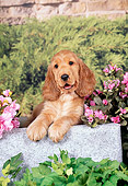 PUP 10 FA0005 01
English Cocker Spaniel Puppy Laying On Cement Block In Garden