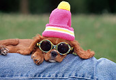 PUP 10 GL0001 01
Cavalier King Charles Spaniel Puppy Laying On Owner's Leg Wearing Hat And Sunglasses