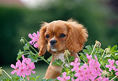 PUP 10 GL0003 01
Cavalier King Charles Spaniel Puppy Sitting In Garden With Pink Flowers
