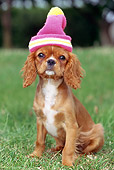 PUP 10 GL0004 01
Cavalier King Charles Spaniel Puppy Sitting On Grass Wearing Pink Hat