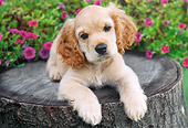 PUP 10 GR0029 01
Cocker Spaniel Puppy Laying On Stump By Flowers