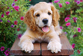 PUP 10 GR0030 01
Cocker Spaniel Puppy Laying On Bench By Flowers