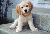 PUP 10 GR0034 01
Cocker Spaniel Puppy Sitting On Concrete Steps