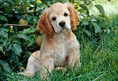 PUP 10 GR0040 01
Cocker Spaniel Puppy Sitting On Grass By Pear Tree