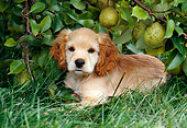 PUP 10 GR0041 01
Cocker Spaniel Puppy Laying On Grass By Pear Tree