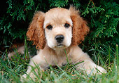 PUP 10 GR0042 01
Cocker Spaniel Puppy Laying On Grass Under Shrub
