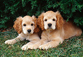 PUP 10 GR0043 01
Two Cocker Spaniel Puppies Laying On Grass Under Shrub