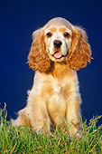 PUP 10 GR0050 01
Cocker Spaniel Puppy Sitting On Grass