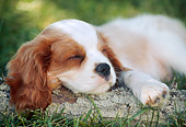PUP 10 GR0052 01
Close-Up Of Cavalier King Charles Spaniel Puppy Sleeping On Log