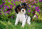 PUP 10 GR0053 01
Cavalier King Charles Spaniel Puppy Sitting On Grass In Garden