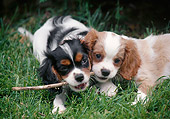 PUP 10 GR0059 01
Two Cavalier King Charles Spaniel Puppies Playing With Stick On Lawn