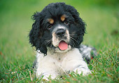 PUP 10 GR0064 01
Cocker Spaniel Puppy Laying On Lawn