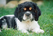 PUP 10 GR0065 01
Cocker Spaniel Puppy Laying On Lawn