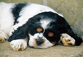 PUP 10 GR0066 01
Cocker Spaniel Puppy Sleeping On Concrete