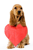 PUP 10 JE0003 01
Cocker Spaniel Puppy Sitting Wearing Red Heart Seamless