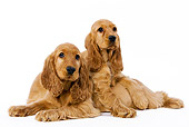 PUP 10 JE0008 01
Two Cocker Spaniel Puppies Laying Seamless