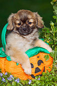 PUP 10 JE0010 01
Tibetan Spaniel Puppy Sitting In Jack O'Lantern Toy In Garden