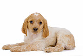 PUP 10 JE0012 01
Brittany Spaniel Puppy Laying On White Seamless