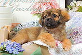 PUP 10 JE0017 01
Tibetan Spaniel Puppy Laying On Blanket In Wooden Box With Purple Flowers In Watering Can