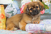 PUP 10 JE0018 01
Tibetan Spaniel Puppy Laying On Blanket With Cushions And White And Pink Roses