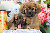 PUP 10 JE0019 01
Tibetan Spaniel Puppies Laying On Blanket With Cushions And White And Pink Roses
