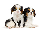 PUP 10 JE0023 01
Cavalier King Charles Spaniel Puppies Laying On White Seamless