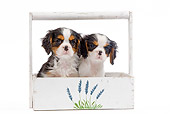 PUP 10 JE0025 01
Cavalier King Charles Spaniel Puppies Sitting In Planter Box On White Seamless