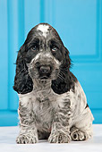 PUP 10 JE0031 01
English Cocker Spaniel Puppy Sitting By Blue Door