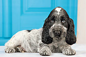 PUP 10 JE0032 01
English Cocker Spaniel Puppy Laying By Blue Door