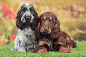 PUP 10 JE0033 01
Two English Cocker Spaniel Puppies Laying On Grass In Garden