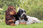 PUP 10 JE0034 01
Two English Cocker Spaniel Puppies Laying On Grass In Garden