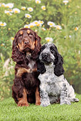 PUP 10 JE0035 01
Two English Cocker Spaniel Puppies Sitting On Grass By Mums