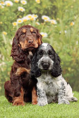 PUP 10 JE0036 01
Two English Cocker Spaniel Puppies Sitting On Grass By Mums
