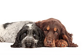 PUP 10 JE0037 01
Two English Cocker Spaniel Puppies Laying On White Seamless