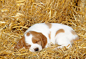 PUP 10 KH0003 01
Brittany Spaniel Puppy Sleeping In Hay