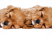 PUP 10 MH0002 01
Close-Up Of Cavalier King Charles Spaniel Puppies Sleeping On White Seamless