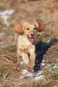 PUP 10 NR0026 01
English Cocker Spaniel Puppy Running Through Dry Grass And Snow