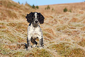 PUP 10 NR0027 01
English Cocker Spaniel Puppy Standing On Dry Grass Field